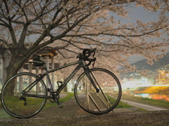 愛車と桜