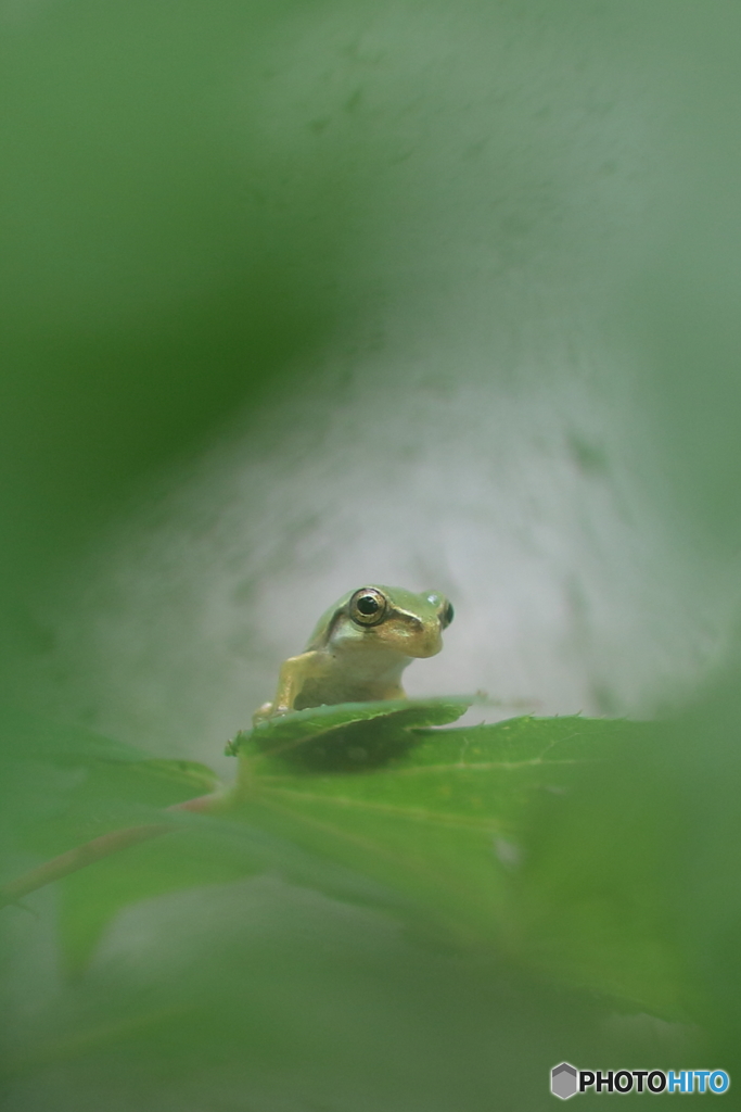 アマガエル1