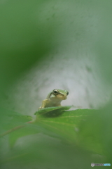 アマガエル1