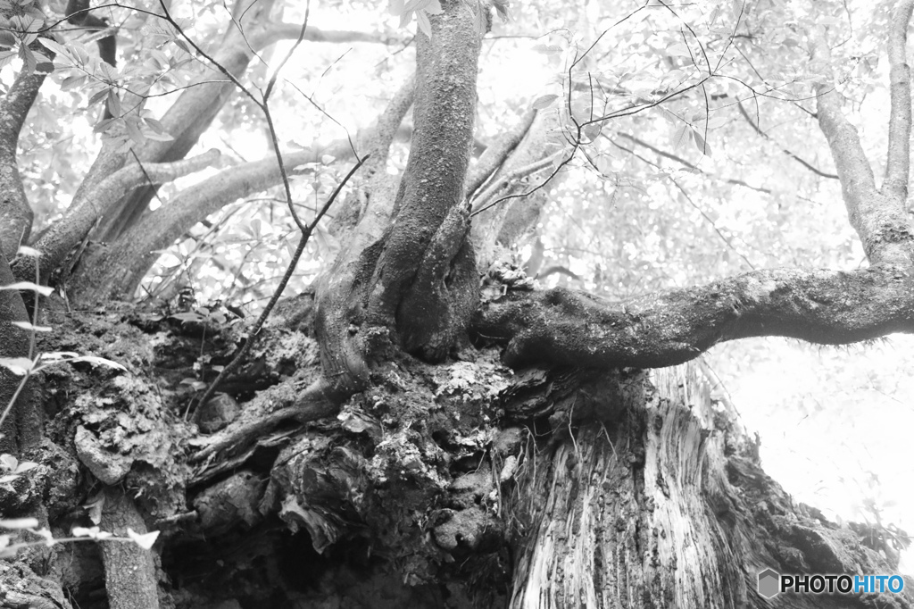 矢口神社にて　その3