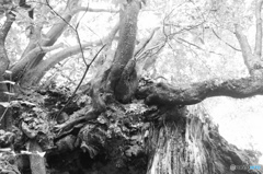 矢口神社にて　その3