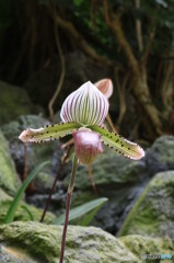 細い茎で支えてます