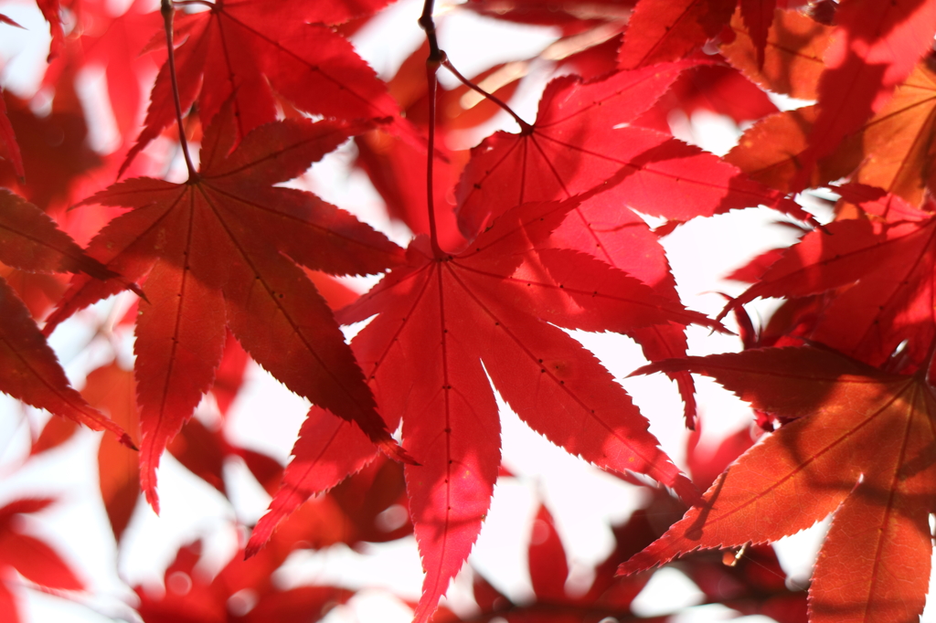 紅葉3