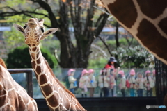 園児とキリン