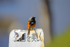 君がいるから美しい