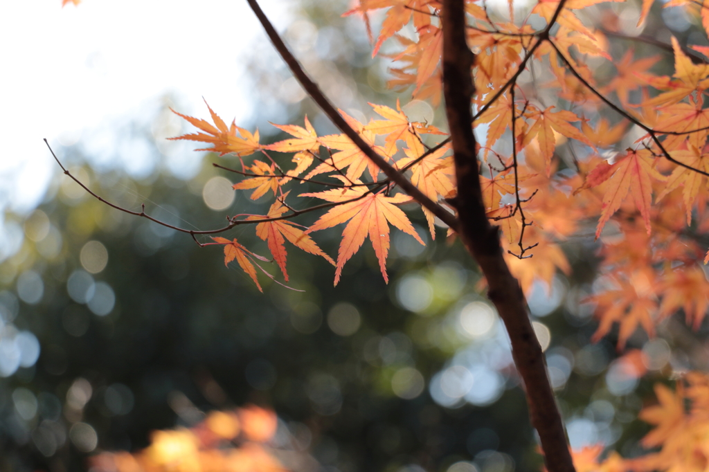 蓮華寺山の登山にて　その1