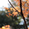 蓮華寺山の登山にて　その1