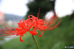 雨の中