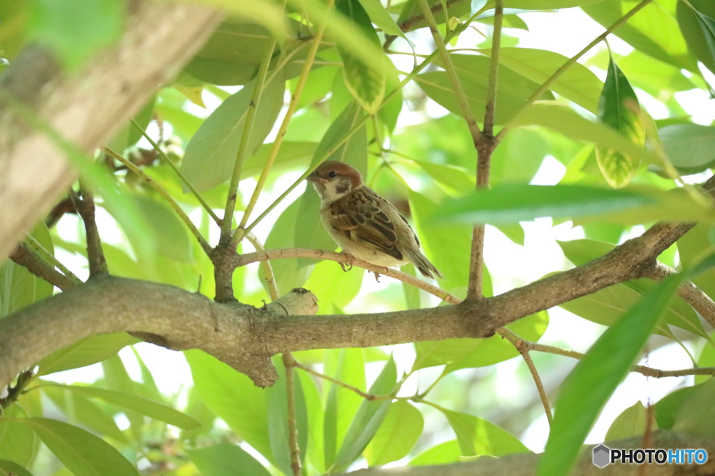 木陰でかくれんぼ
