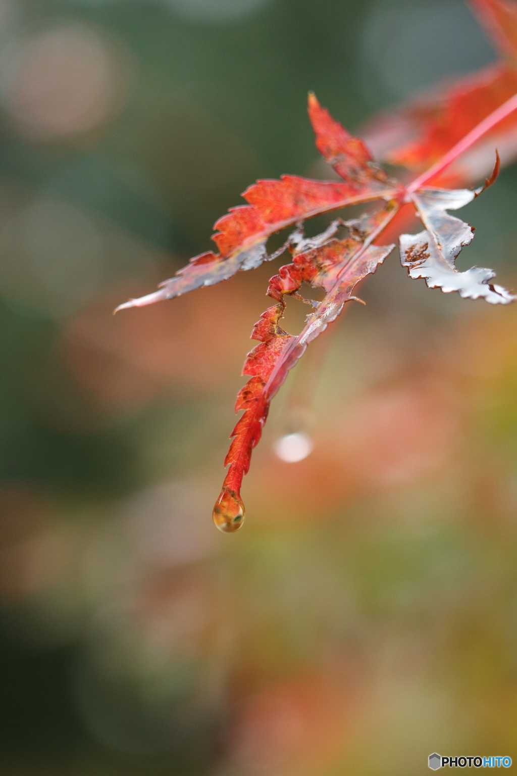 矢口神社にて　その2