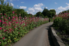 わたしの散歩道