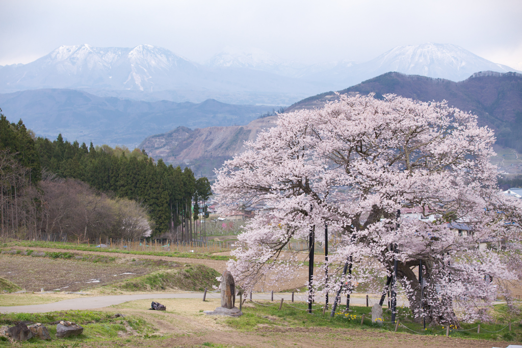 黒部のエドヒガン桜