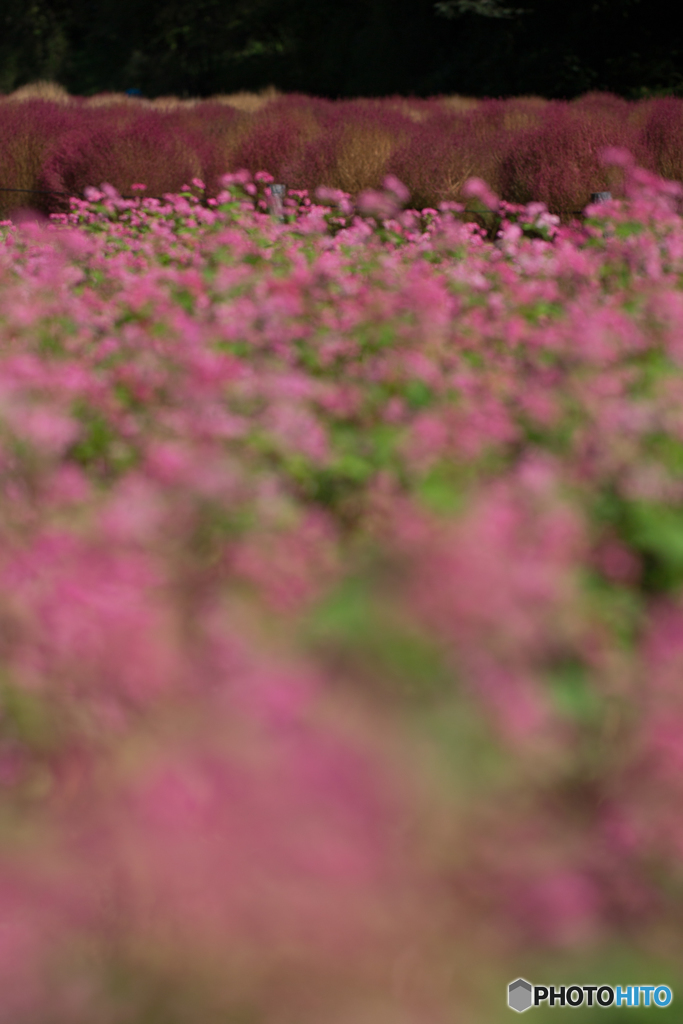 そばの花