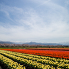 朝日町舟川べりの桜