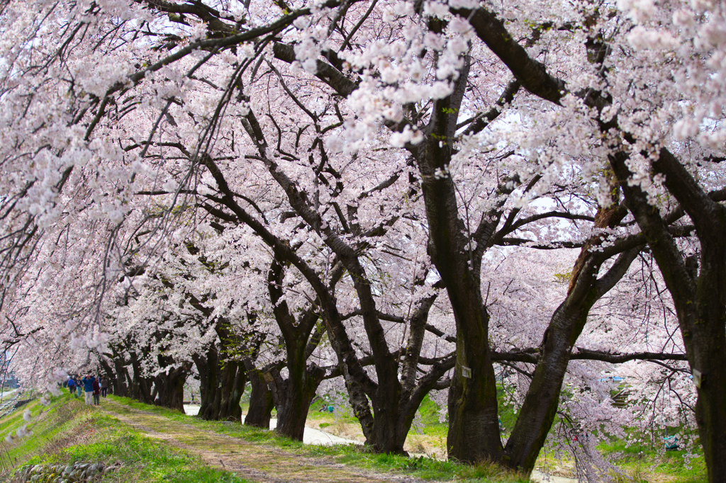 桜並木