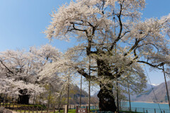 荘川桜