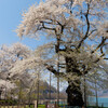 荘川桜