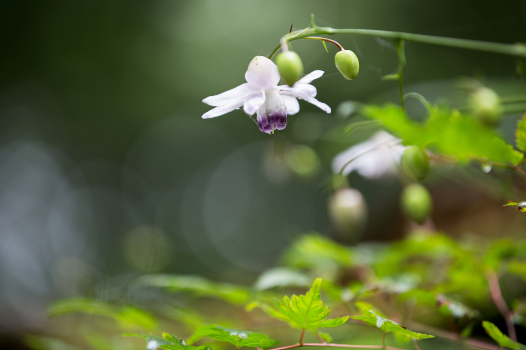 蓮華升麻