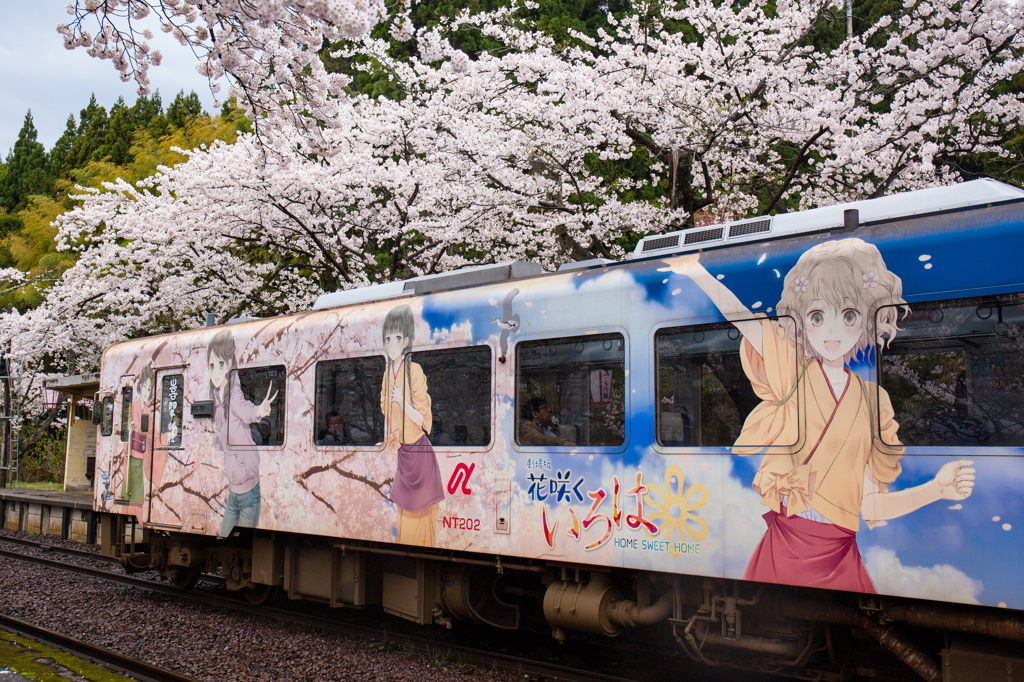 花咲くいろは