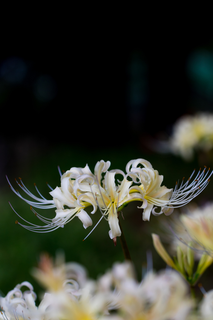 白花曼珠沙華