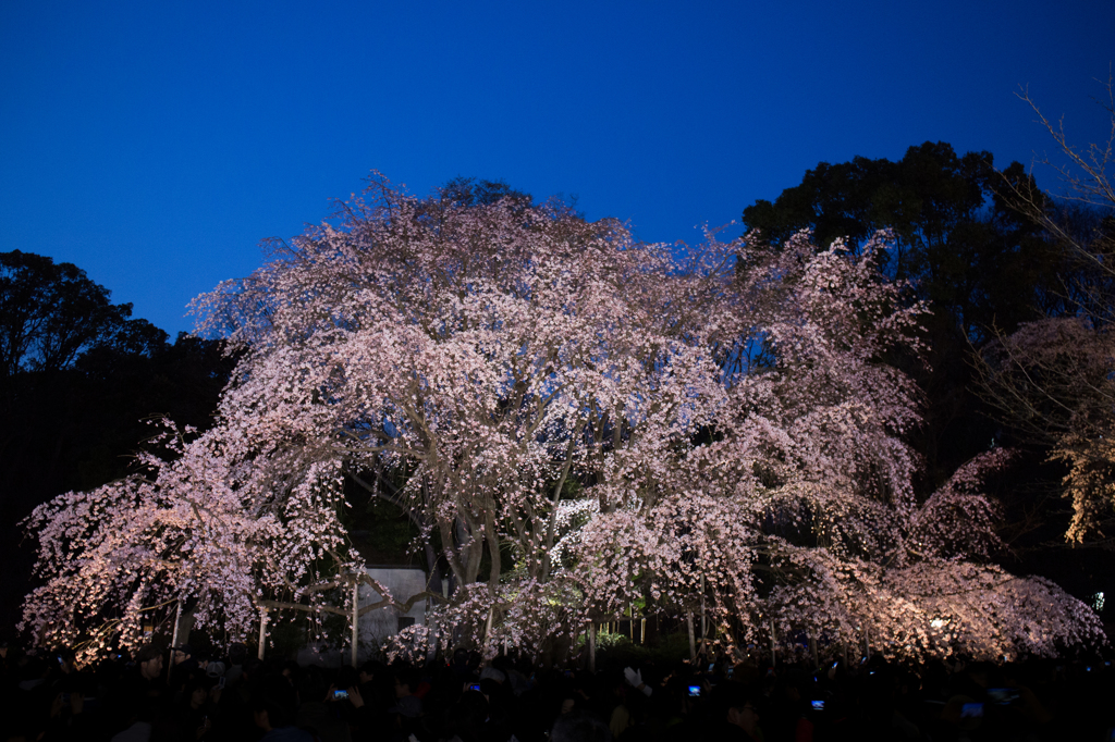 枝垂桜