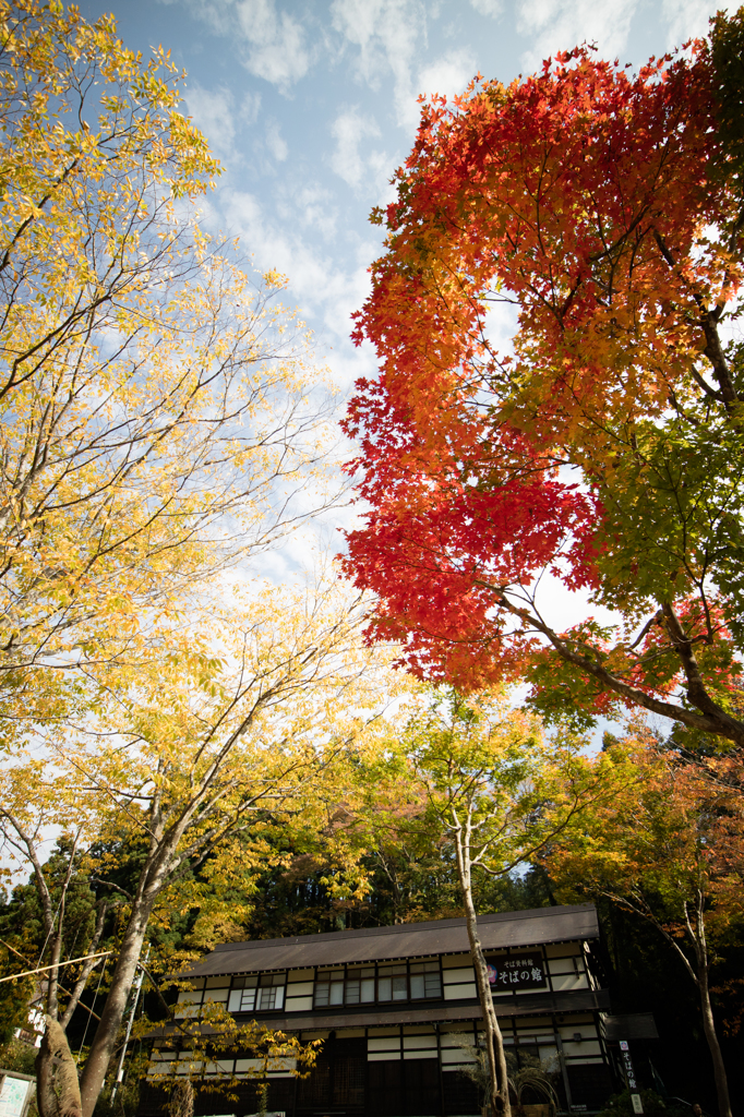 紅葉