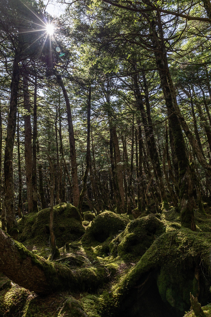 苔と原生林