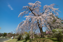 枝垂れ桜
