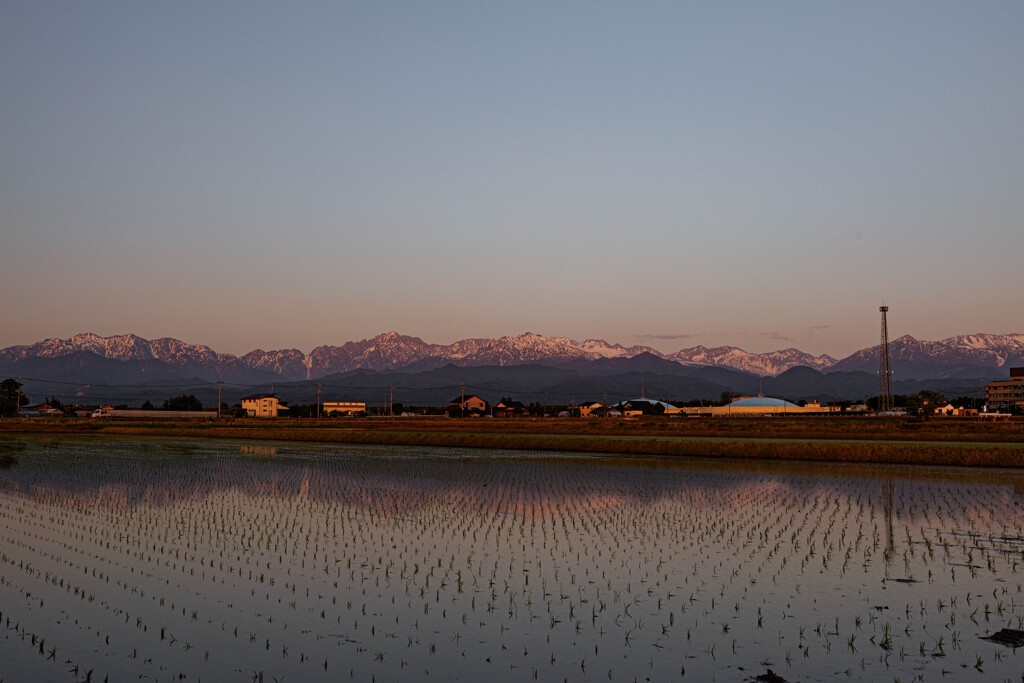 夕暮れの立山連峰と水田