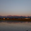 夕暮れの立山連峰と水田