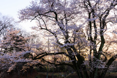 朝日に照らされた桜