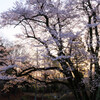 朝日に照らされた桜