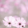 秋桜