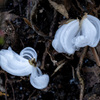 氷の花