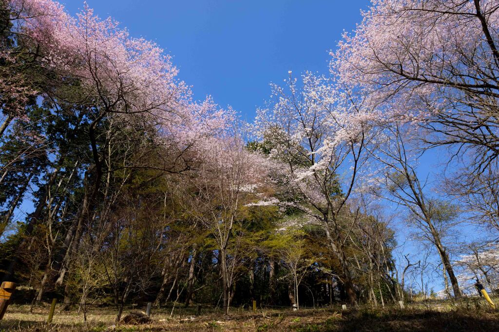 山桜