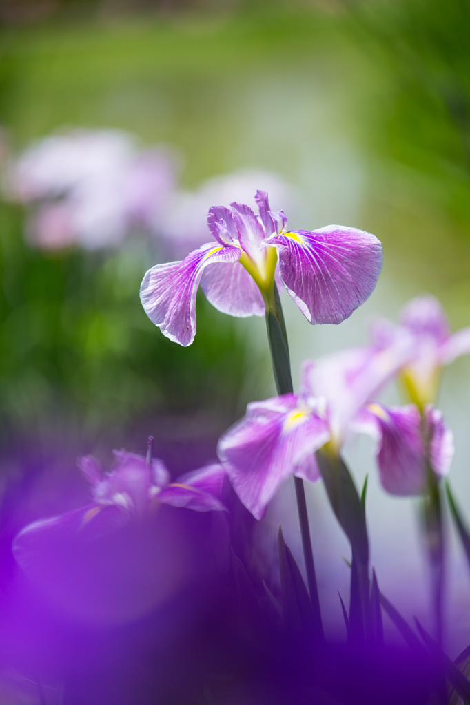 花菖蒲