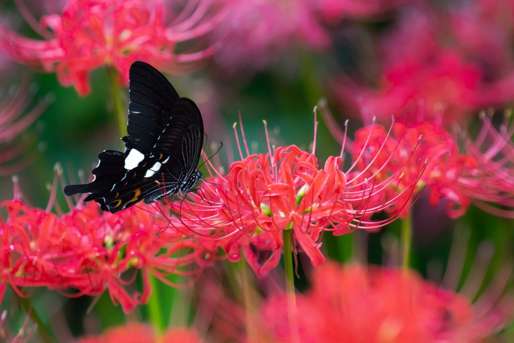 黒揚羽 By くろよん Id 写真共有サイト Photohito