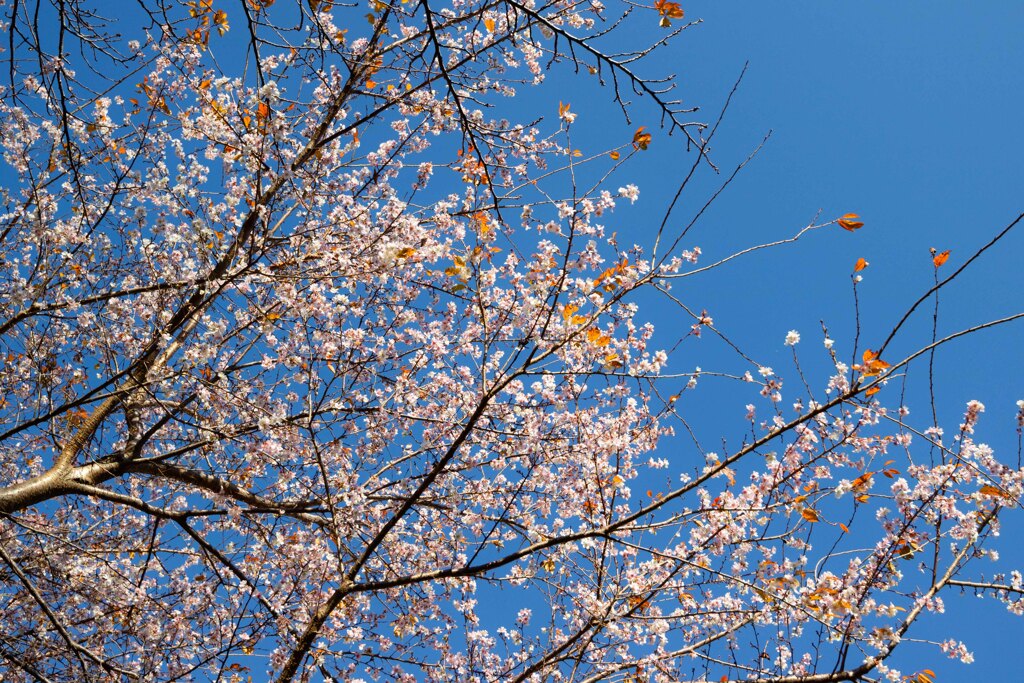 冬桜