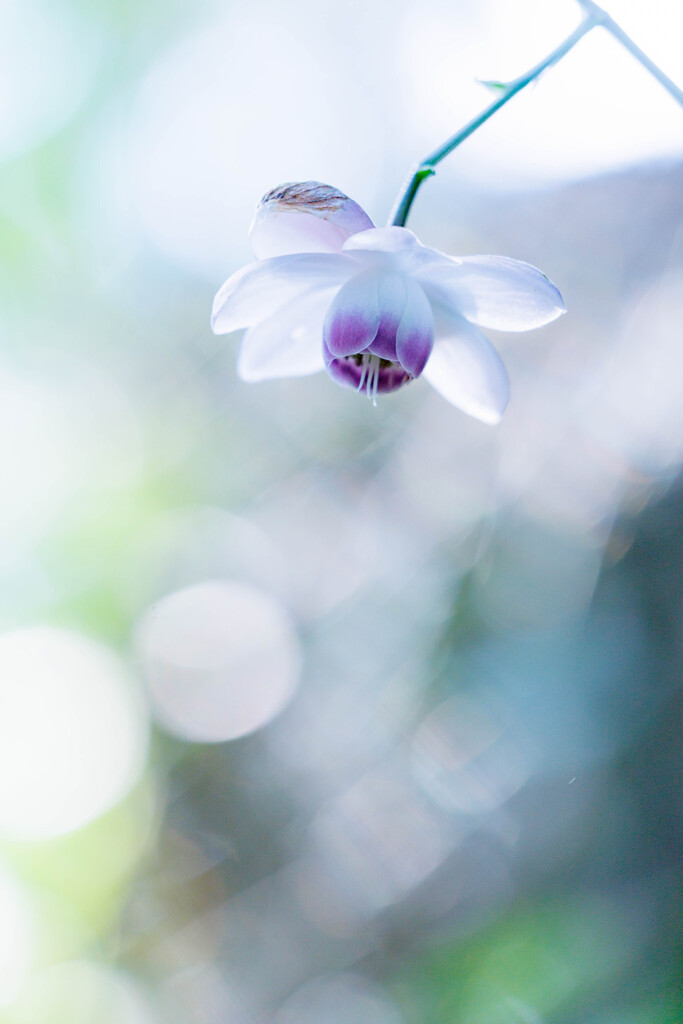 蓮華升麻