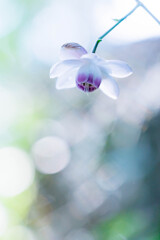 蓮華升麻