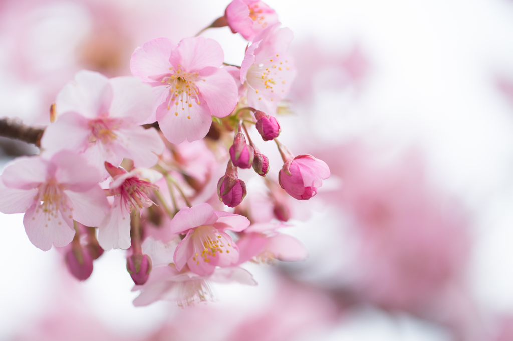 河津桜2