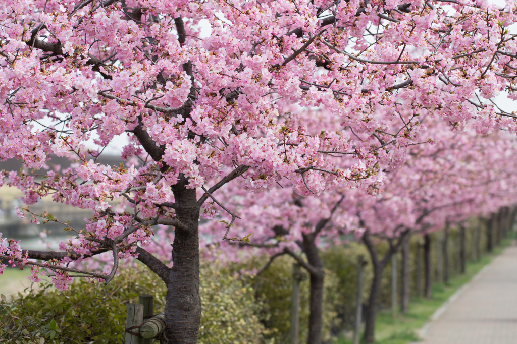 河津桜1