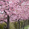 河津桜1