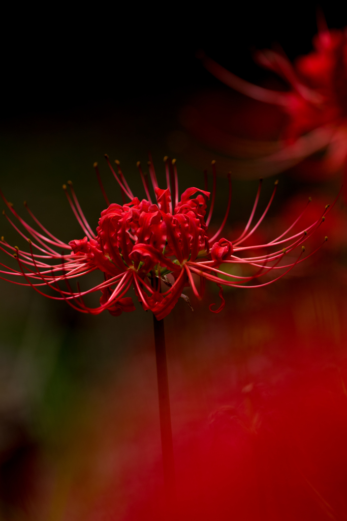 曼珠沙華