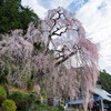 梅岩寺の枝垂桜