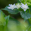 紫陽花