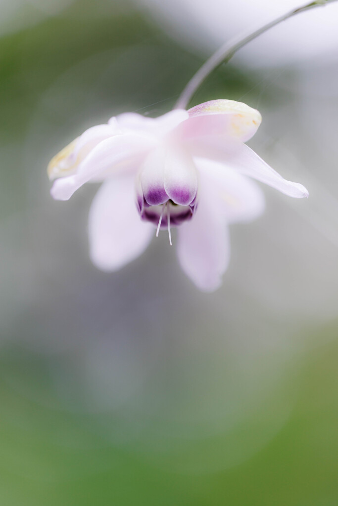 蓮華升麻