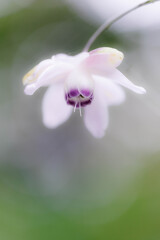蓮華升麻