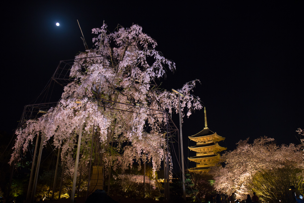 不二桜