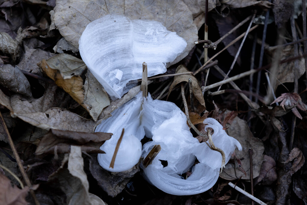 氷華（霜柱）
